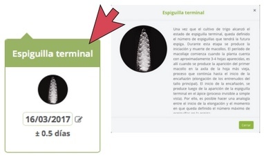 ciclofenologicodesplegable.jpg